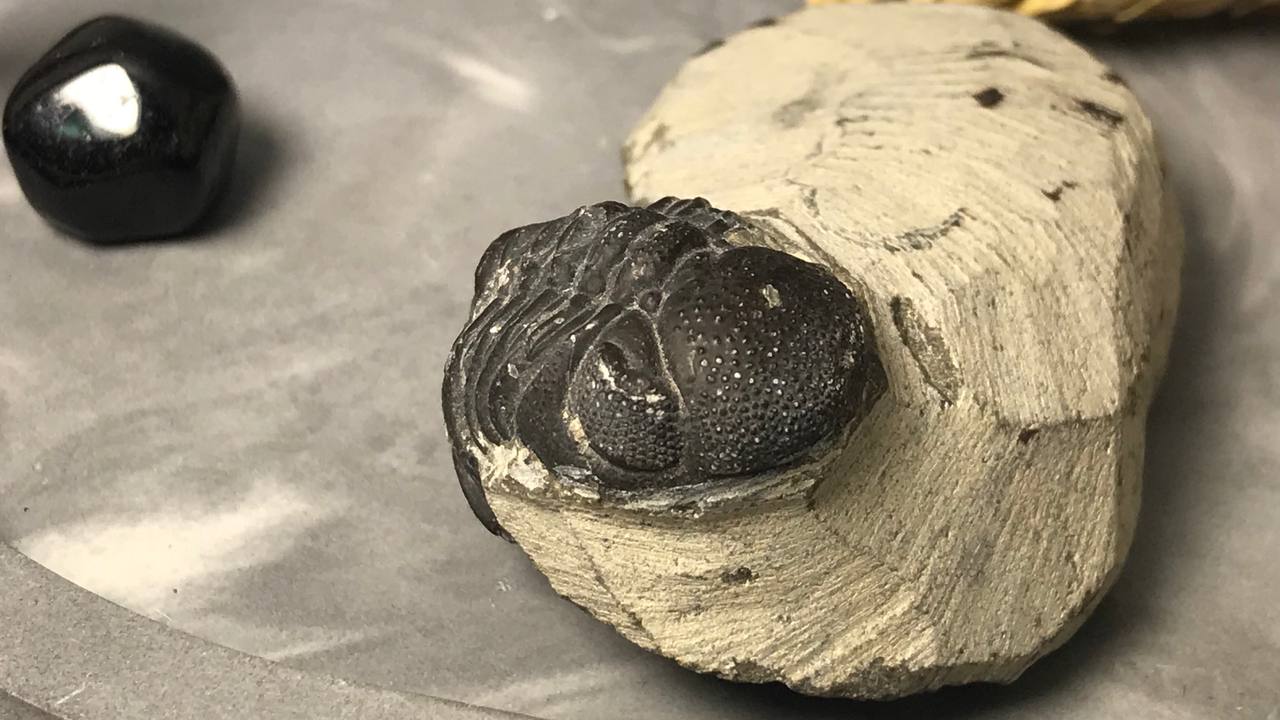 Трилобит Gerastos granulosus на породе 2,4x1,7 см , фото 2