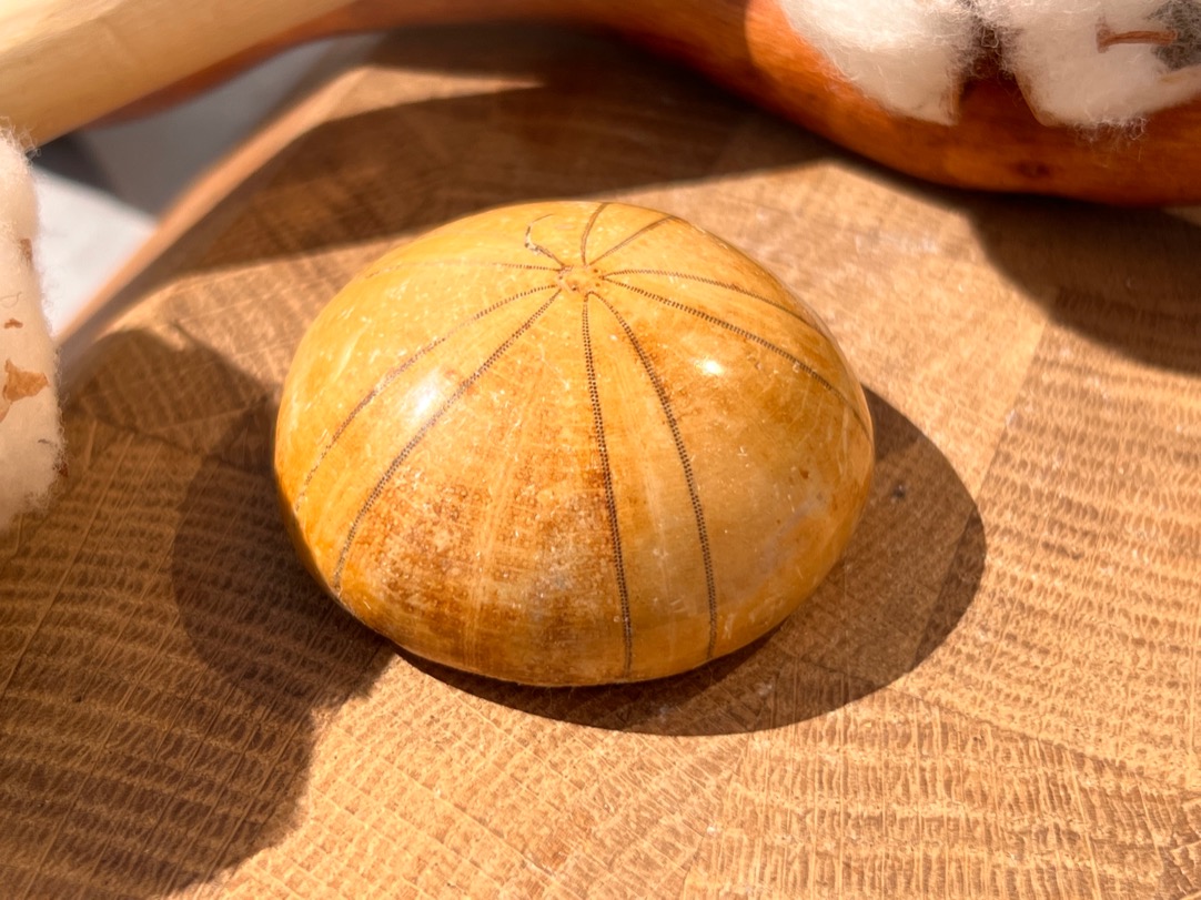 Морской ёж Pygurus depressus 1,9 х 4,2 х 4,2 см , фото 1