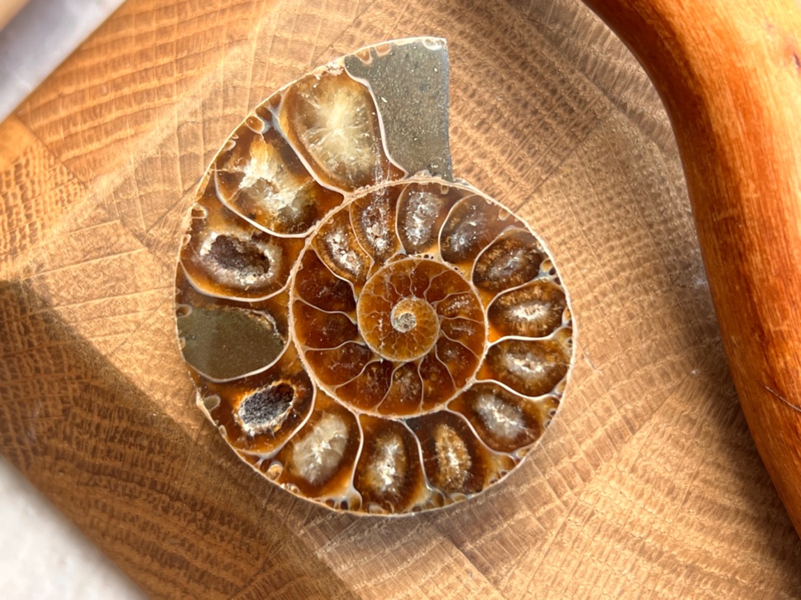 Аммонит 1,1 х 3,9 х 4,8 см , фото 1