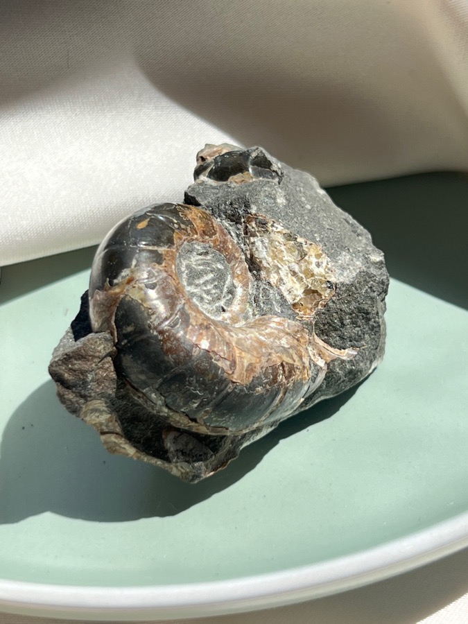 Аммонит, 3 х 3,5 х 5,9 см , фото 3