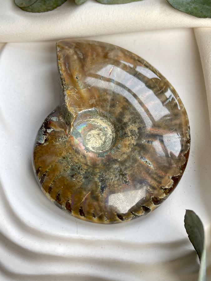 Аммонит 6,5 х 5 х 1,7 , фото 1