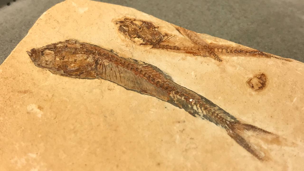 Рыба Dastilbe elongatus , фото 2