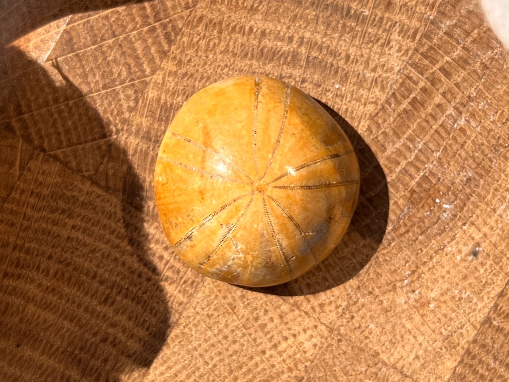 Морской ёж Pygurus depressus 1,2 х 2,6 х 2,6 см , фото 3