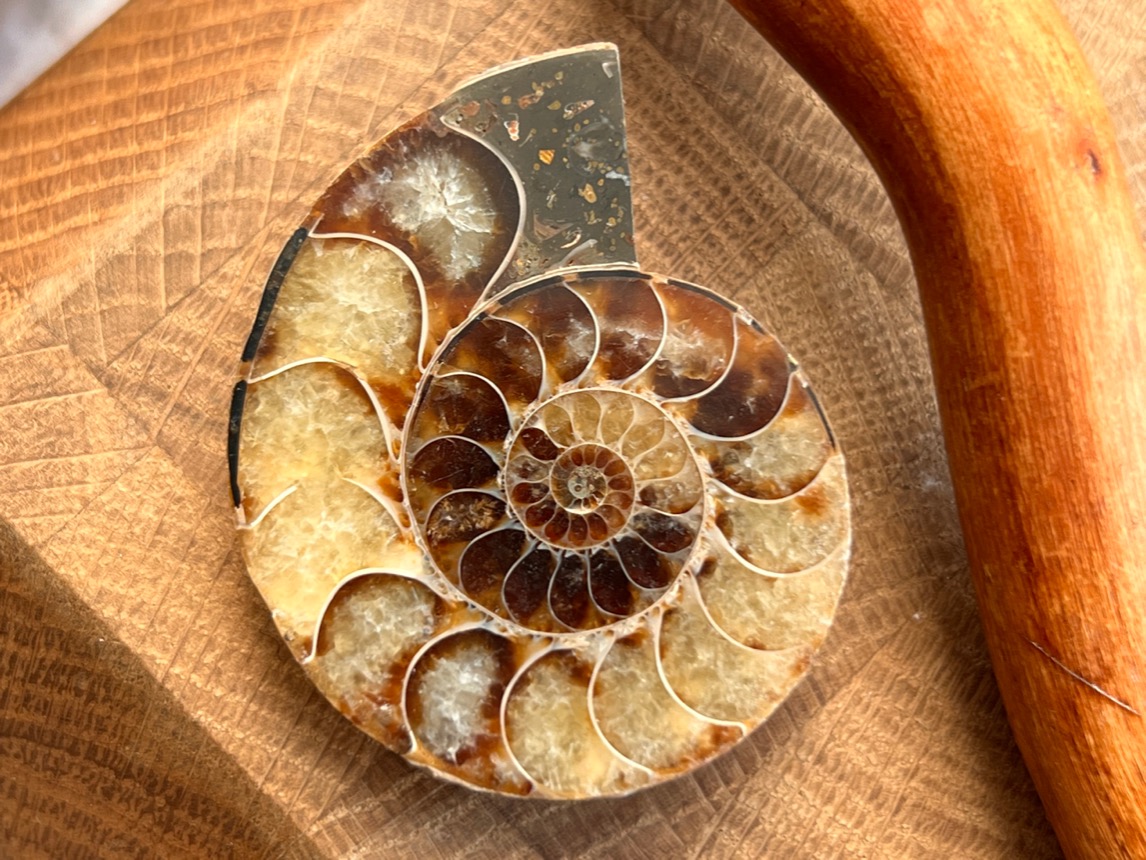 Аммонит 1,3 х 4,1 х 5 см , фото 1