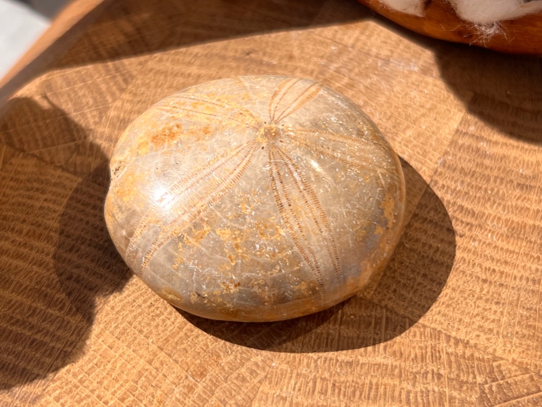 Морской ёж Pygurus depressus 1,8 х 4,2 х 4,3 см , фото 1