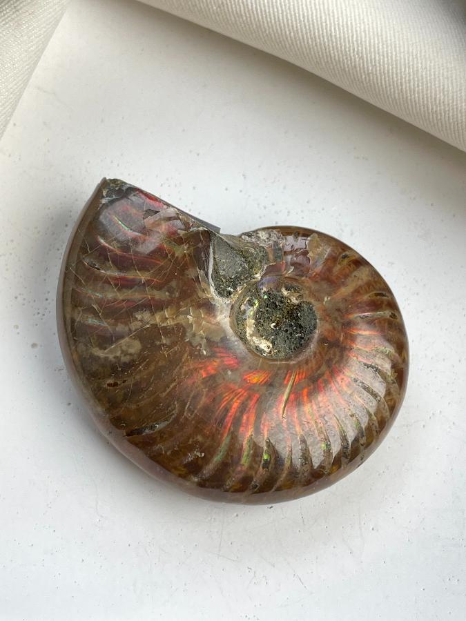 Аммонит 4,5 х 3,6 х 1,4 , фото 4