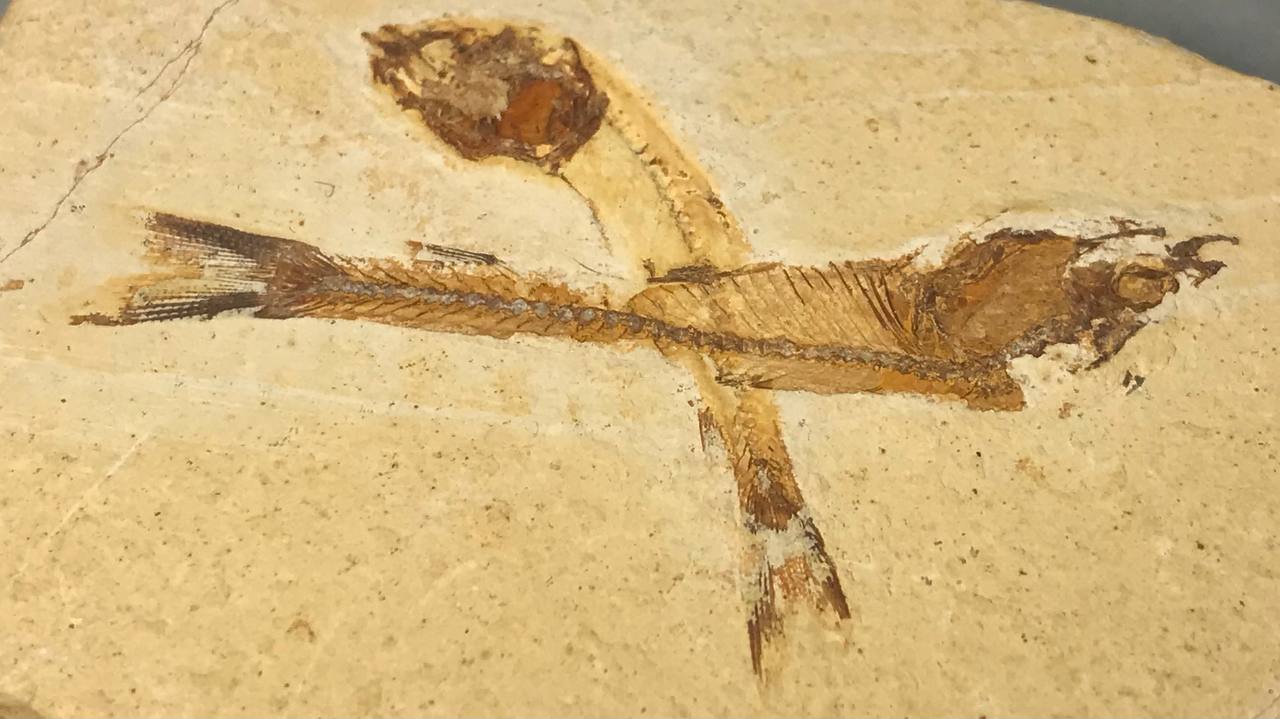 Рыбы Dastilbe elongatus , фото 2
