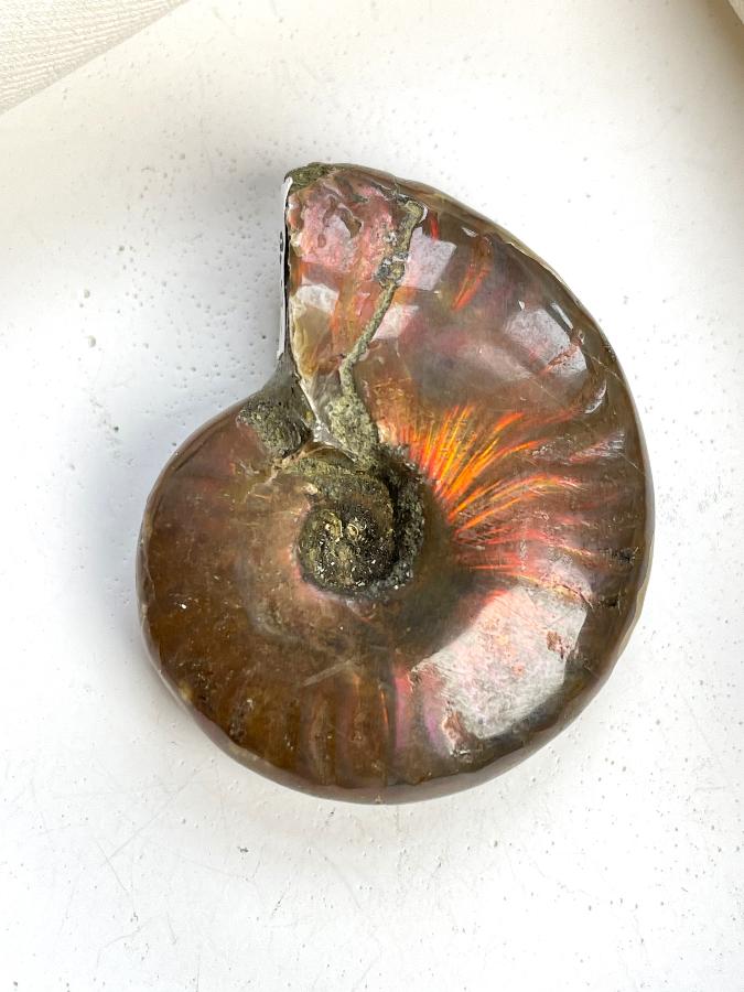 Аммонит 3,5 х 3 х 1,2 , фото 1