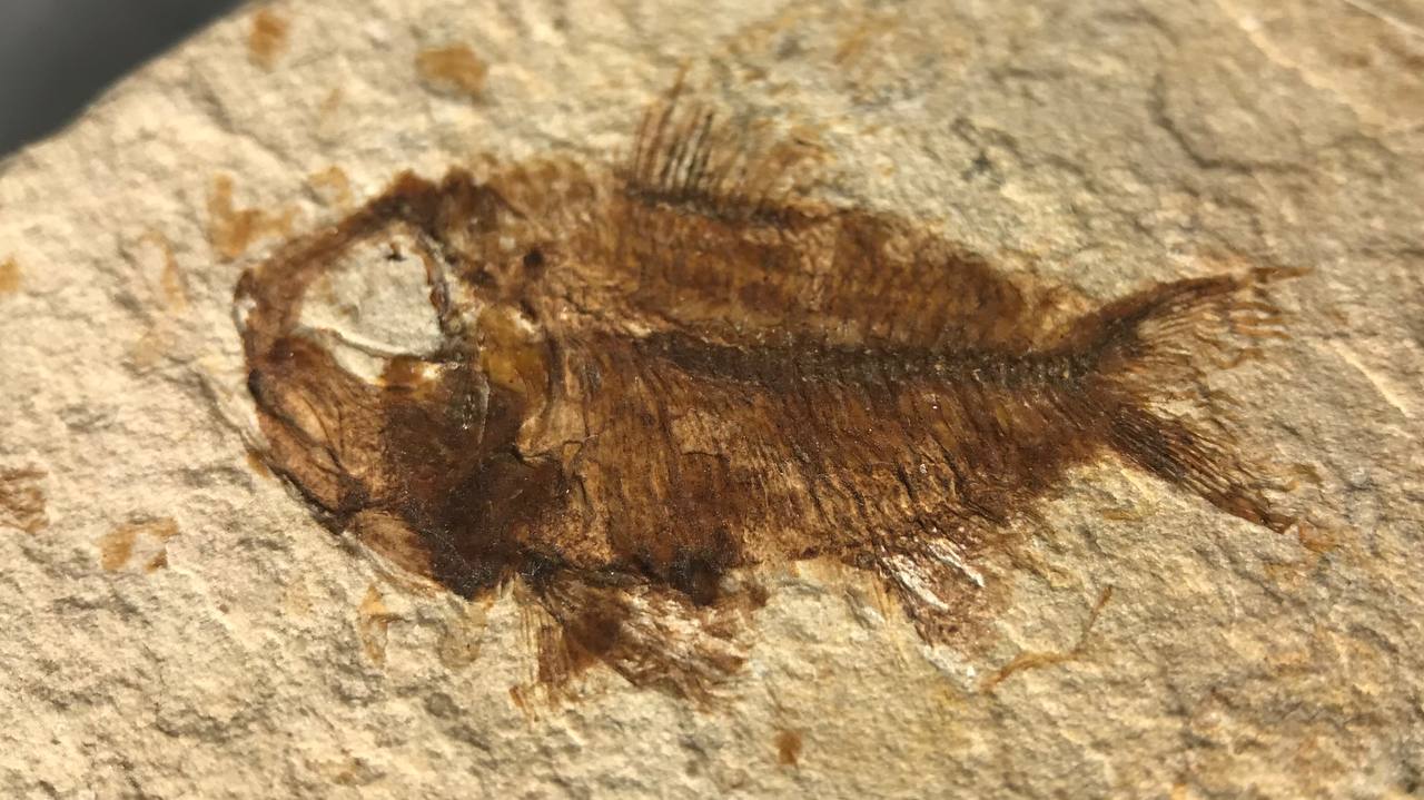 Рыба armigatus brevissimus., 2,5x1,3 см , фото 1