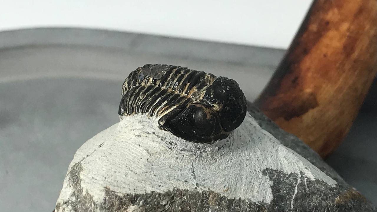 Трилобит Gerastos granulosus на породе 1,8x1,7 см , фото 1