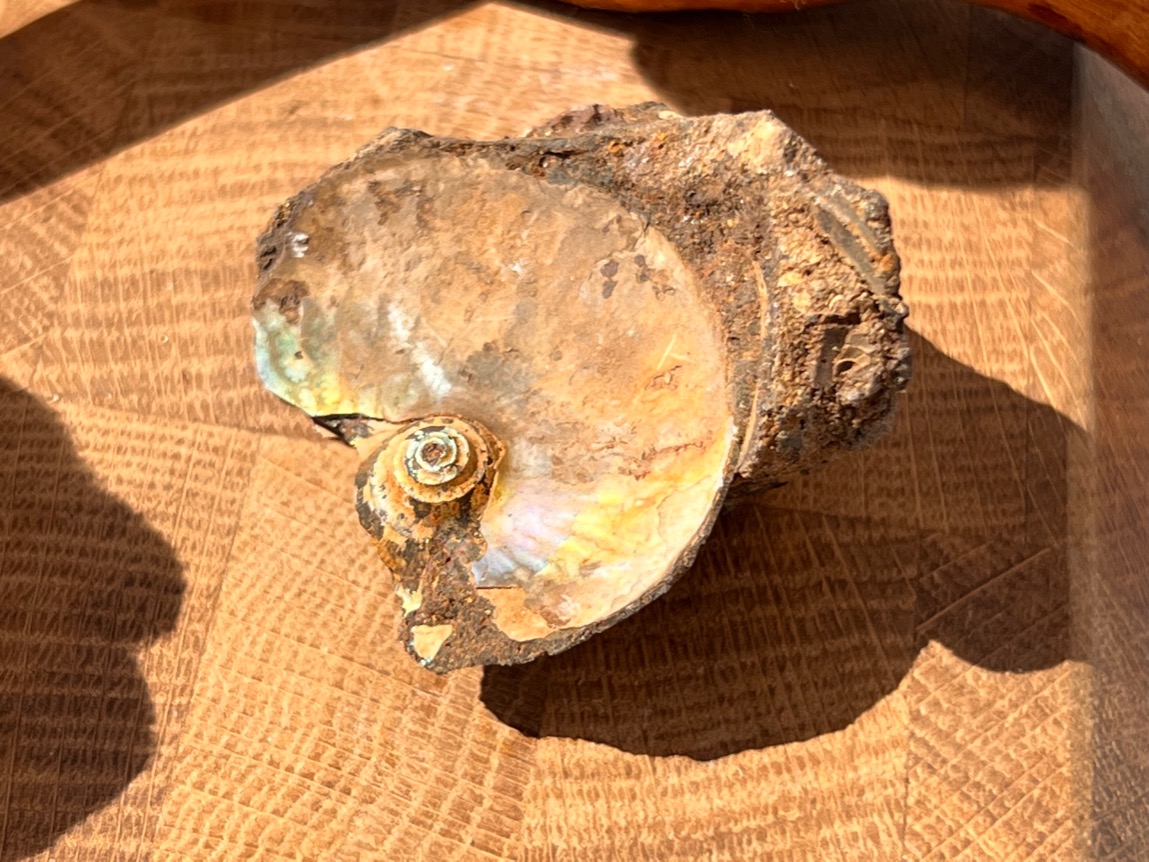 Аммонит 3,7 х 4,1 х 4,5 см , фото 1