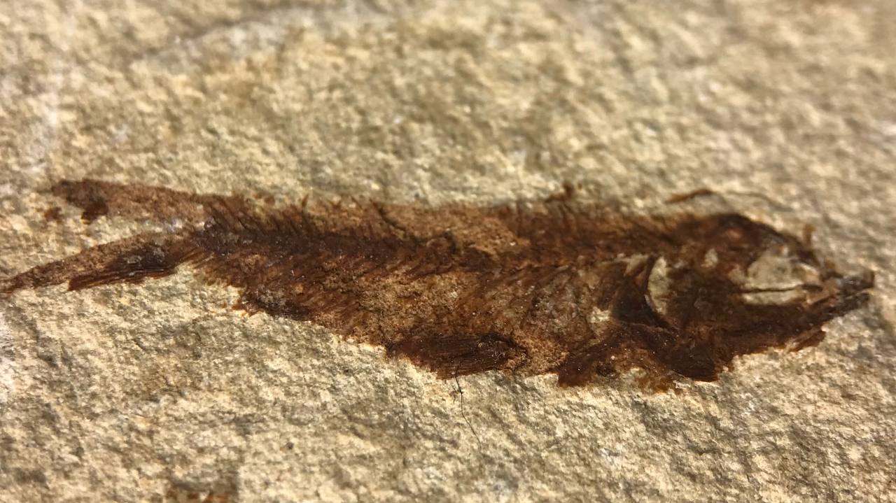 Рыба armigatus brevissimus., 2,9x0,6 см , фото 1