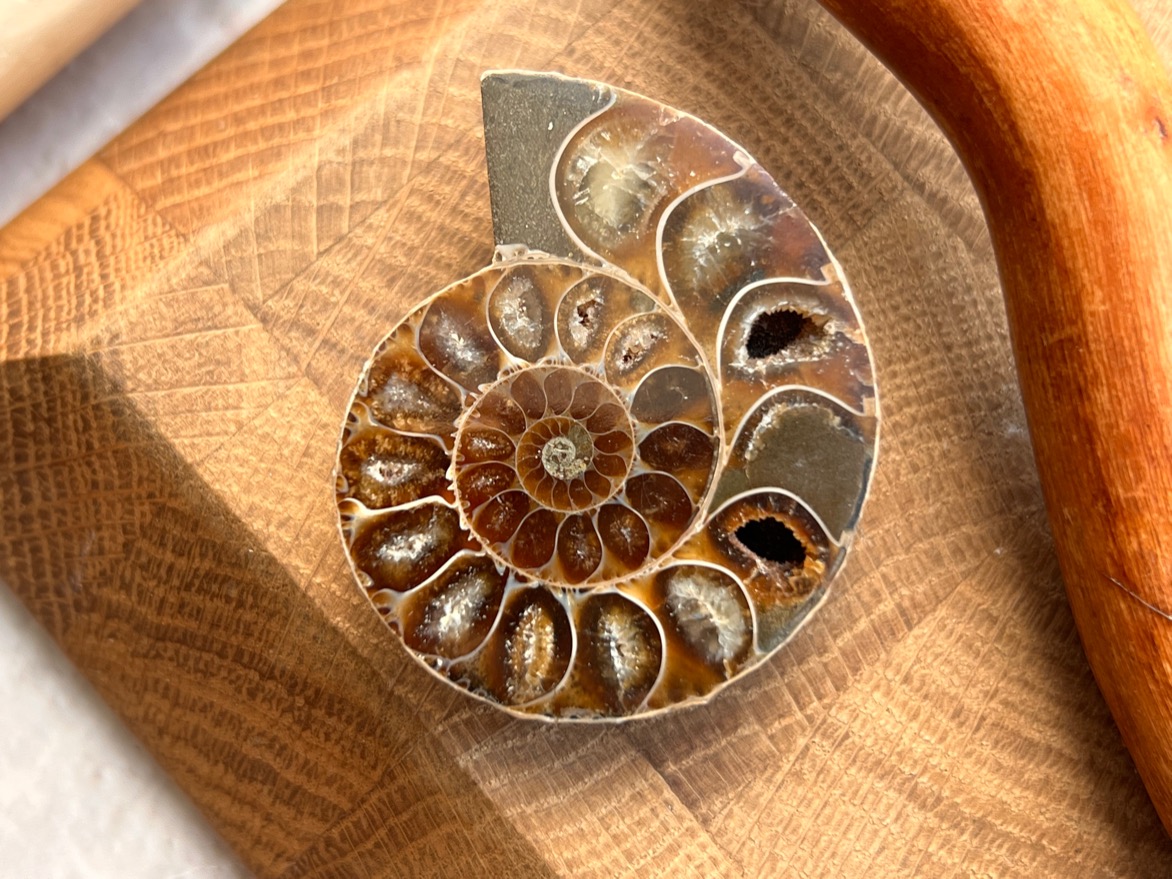 Аммонит 1,3 х 4 х 4,8 см , фото 1