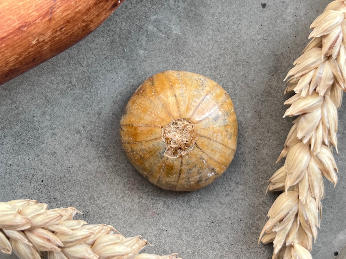 Морской ёж Pygurus depressus 2,7 х 2,5 х 1,2 см , фото 4