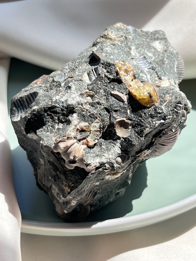 Аммонит, 5,7 х 6,5 х 7,3 см , фото 3