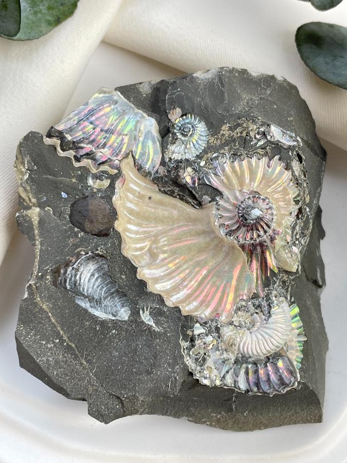 Аммонит 7 х 6,5 х2,7 , фото 4
