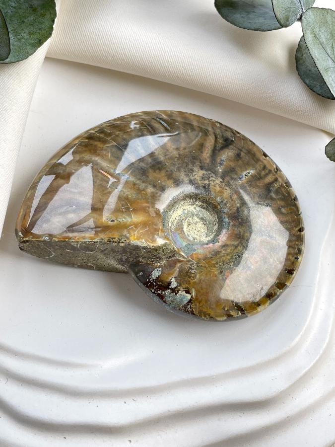 Аммонит 6,5 х 5 х 1,7 , фото 3
