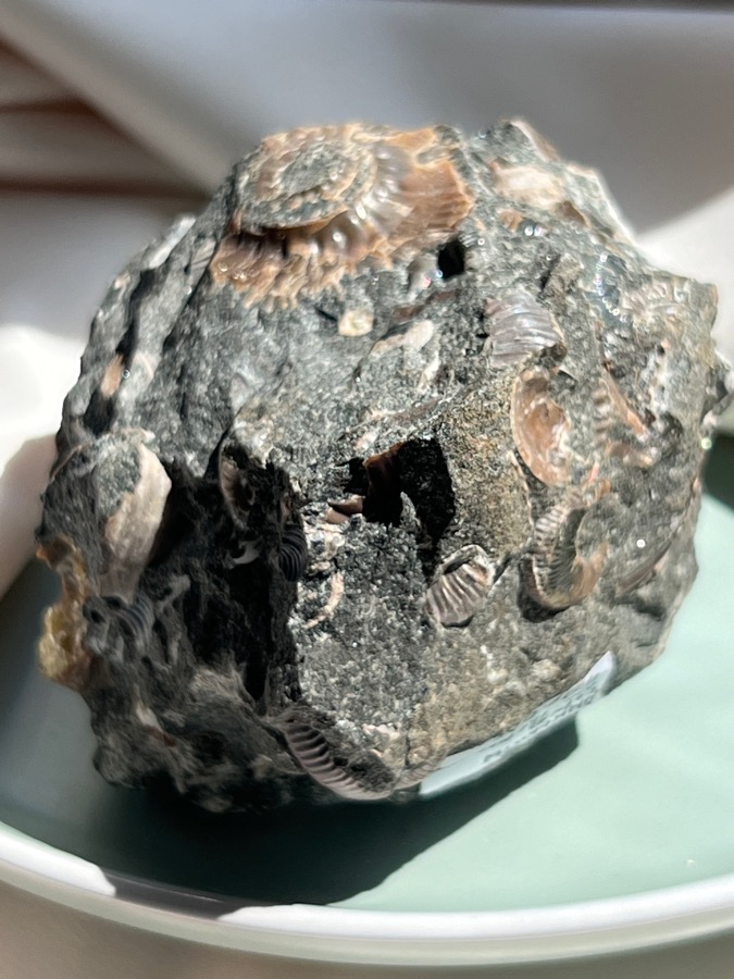 Аммонит, 5,7 х 6,5 х 7,3 см , фото 5