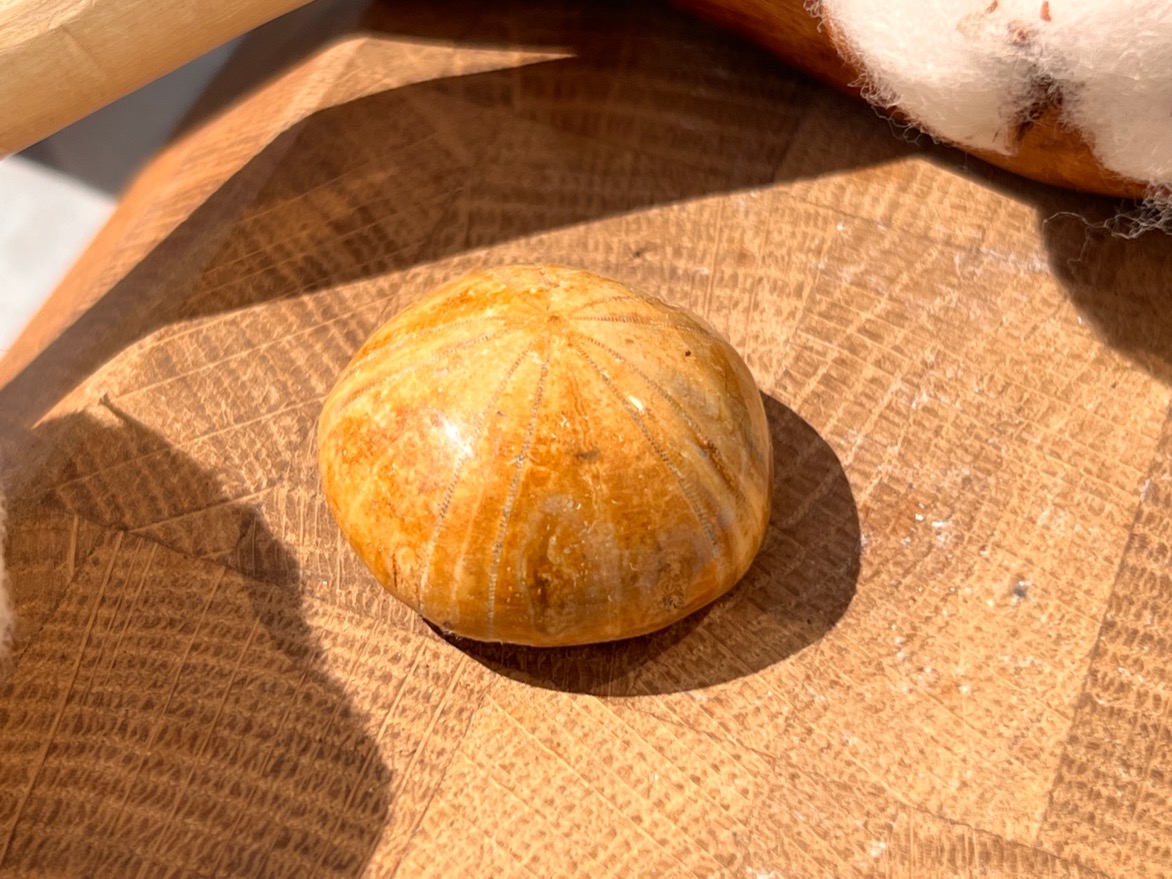 Морской ёж Pygurus depressus 1,4 х 2,9 х 2,9 см , фото 1