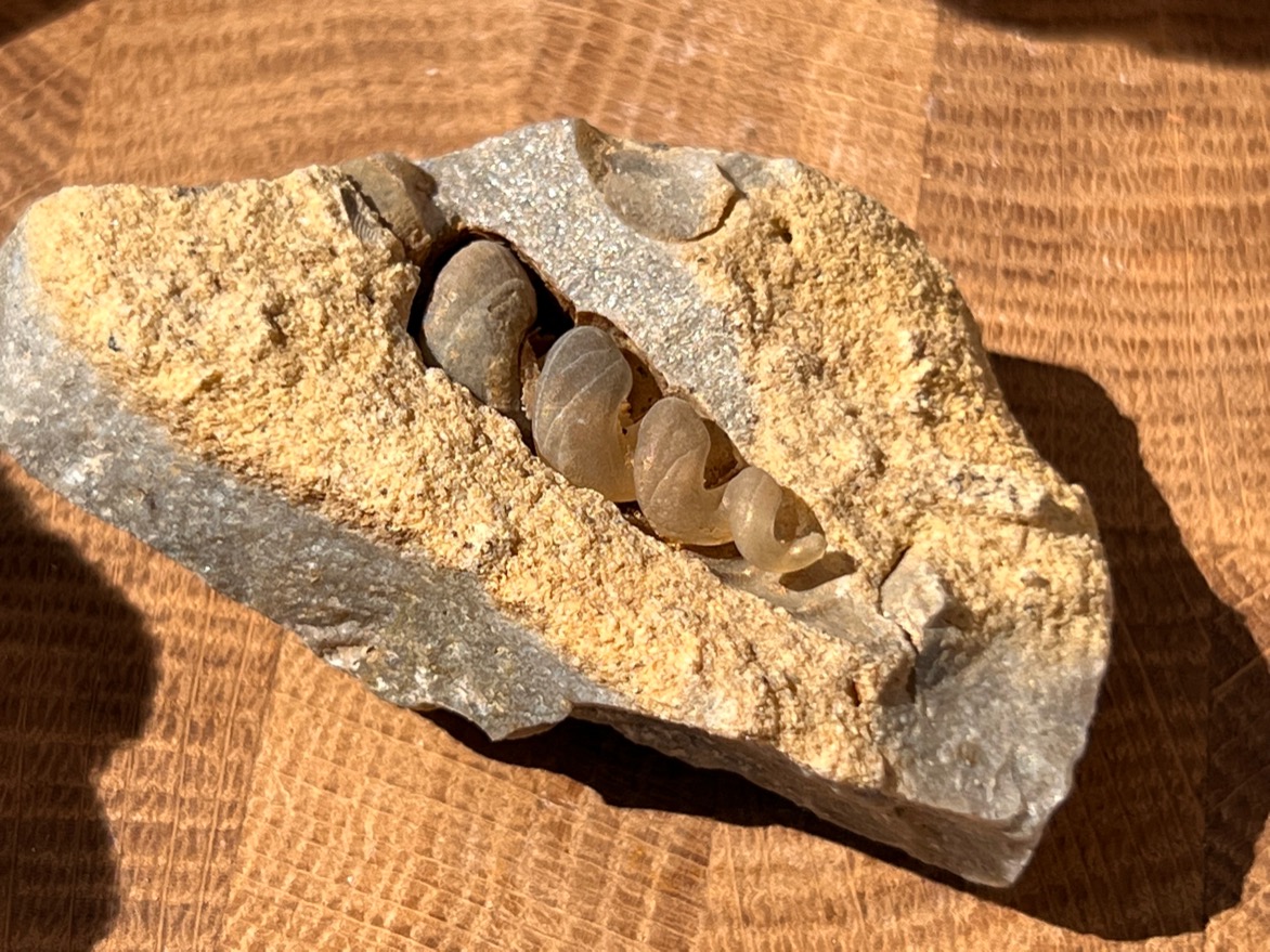 Ядро гастроподы, 2,2 х 3,7 х 6,2 см , фото 1