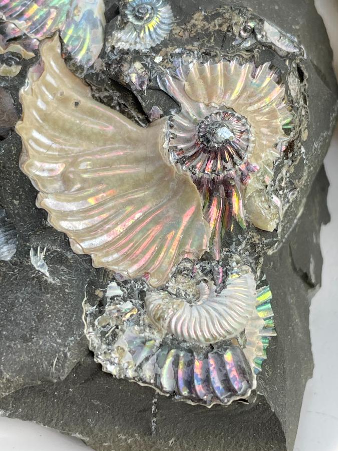 Аммонит 7 х 6,5 х2,7 , фото 1