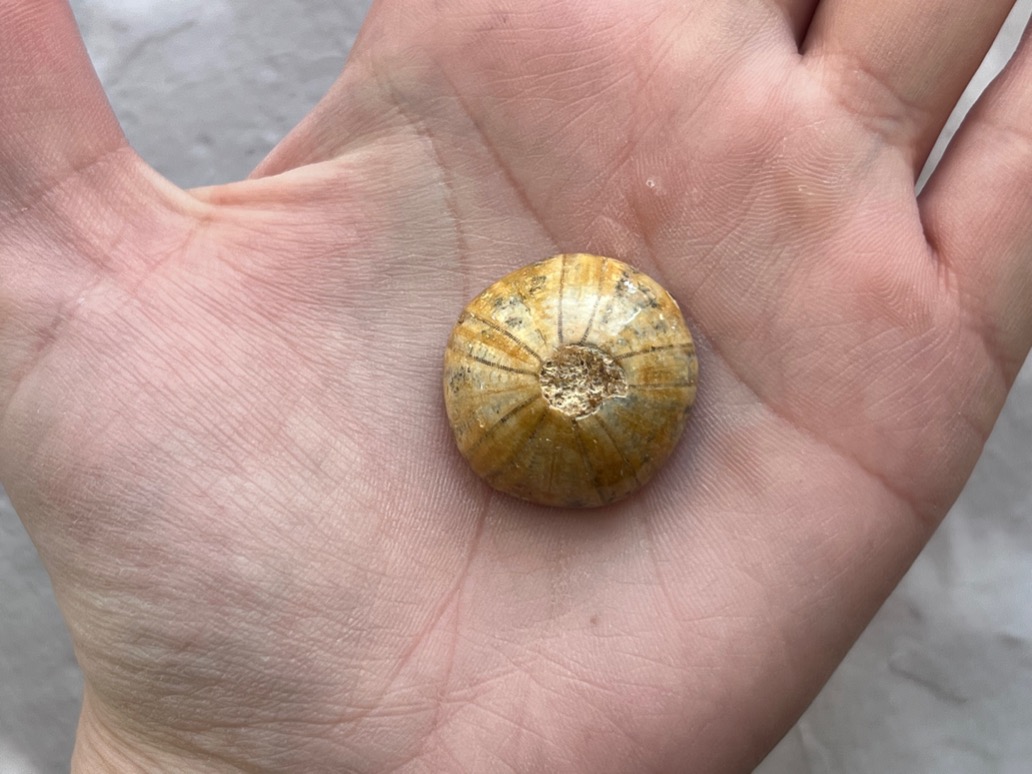 Морской ёж Pygurus depressus 2,7 х 2,5 х 1,2 см , фото 3