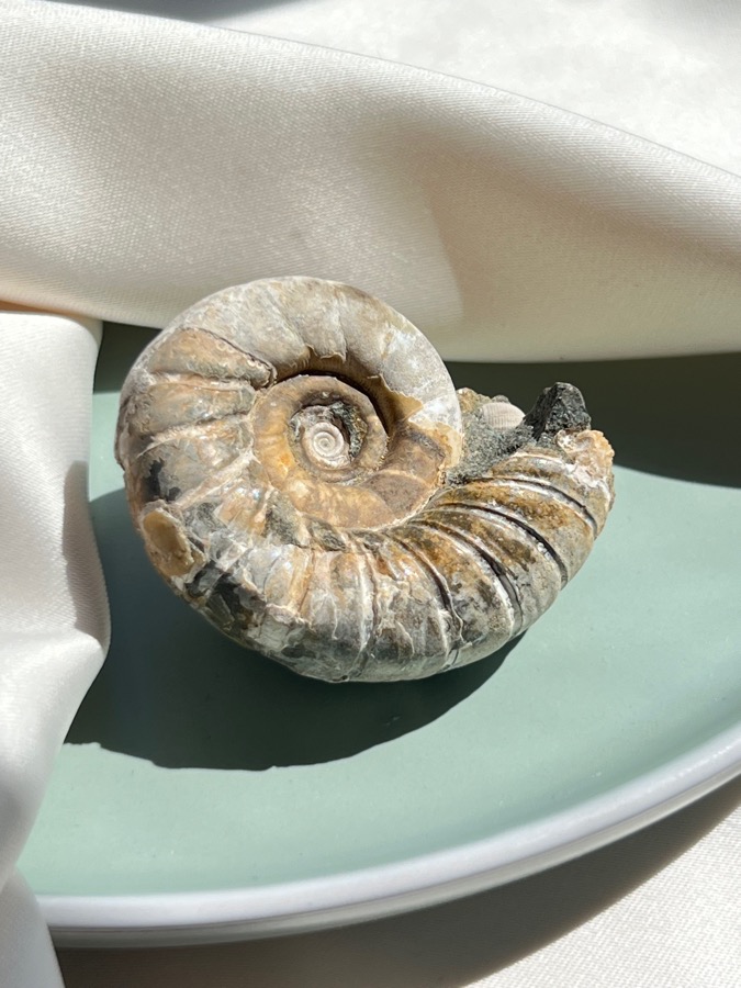 Аммонит, 2,7 х 3,7 х 4,6 см , фото 3