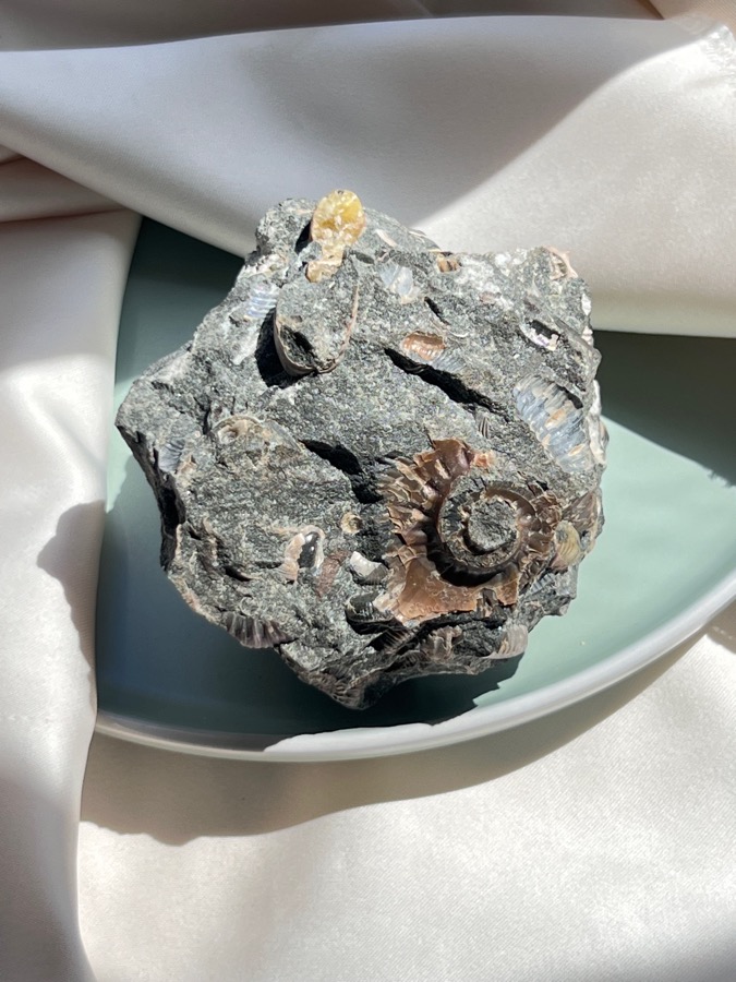 Аммонит, 5,7 х 6,5 х 7,3 см , фото 2