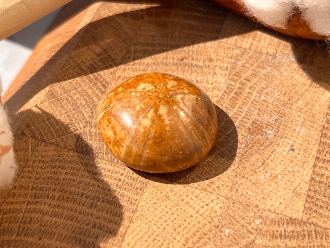 Морской ёж Pygurus depressus 1,1 х 2,7 х 2,8 см , фото 4