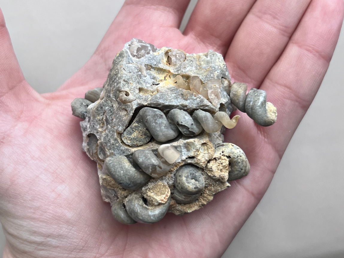 Ядро гастроподы, 5,7 х 6,1 х 3,6 см  , фото 5