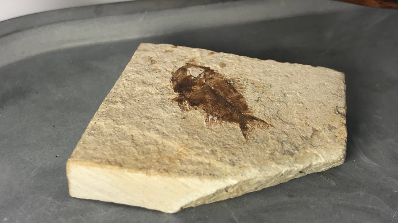 Рыба armigatus brevissimus., 2,5x1,3 см , фото 2