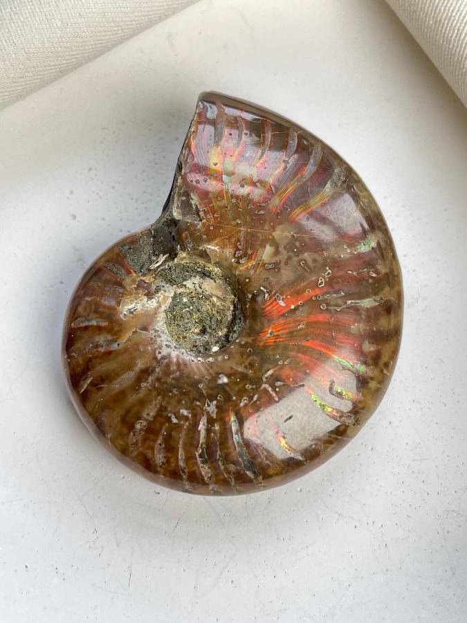 Аммонит 4,5 х 3,6 х 1,4 , фото 1