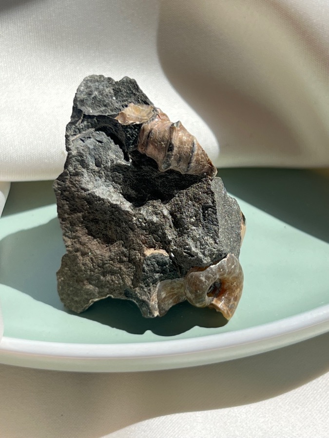 Аммонит, 3,7 х 3,8 х 3,9 см , фото 5