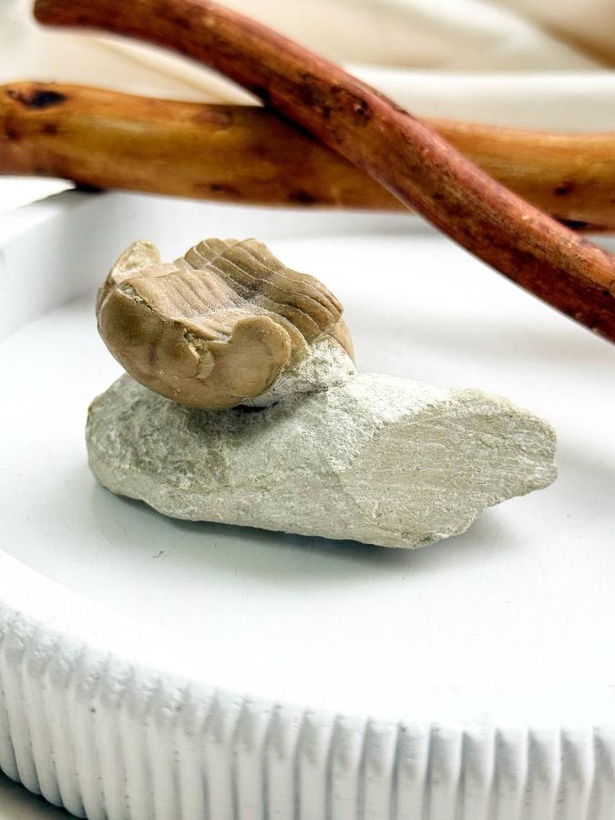 Трилобит Illaenus sp. , фото 2